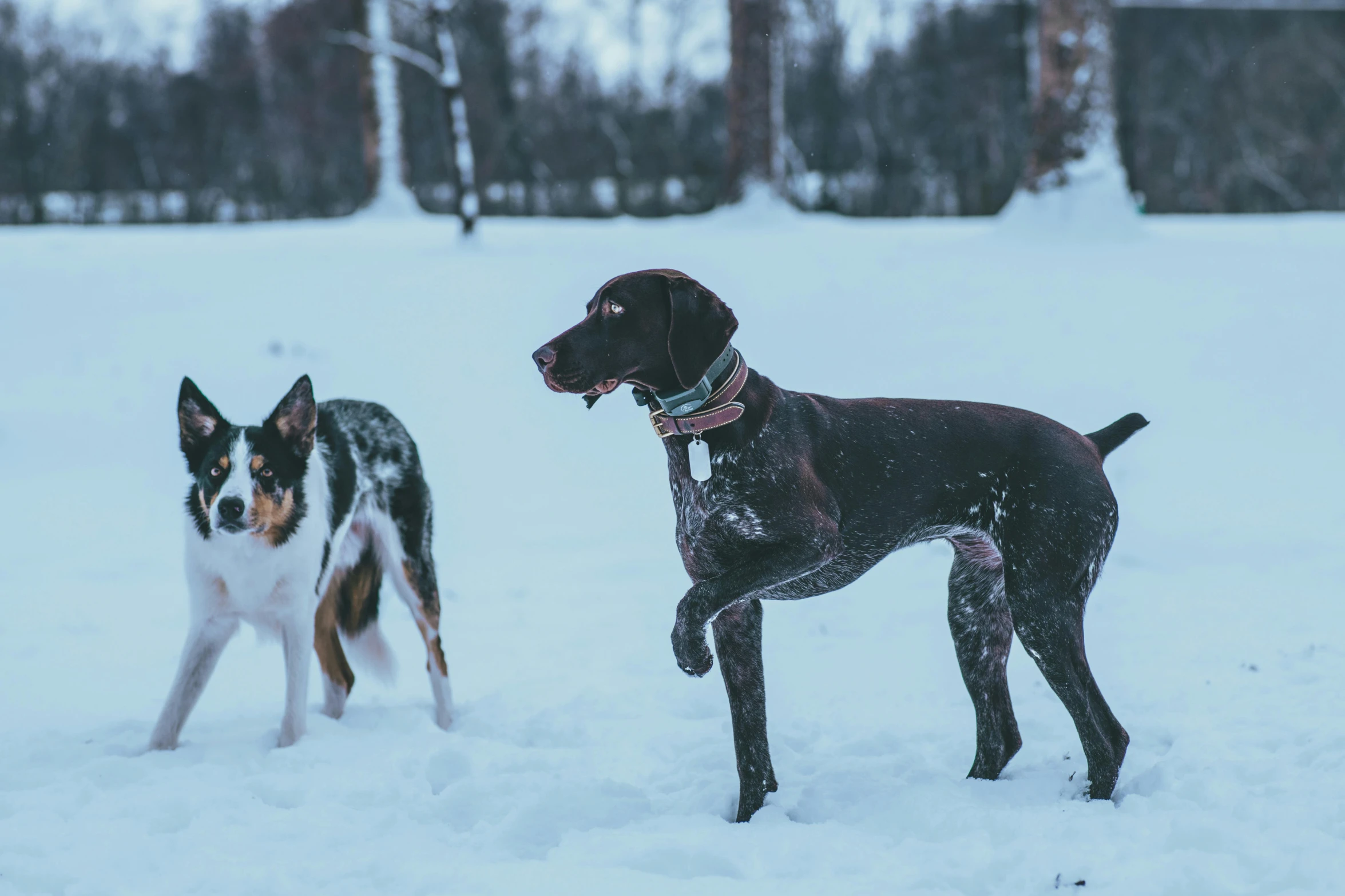 two dogs are in the snow outside during the day