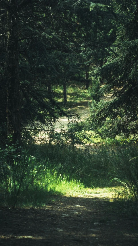 a trail splits in two in a wooded area