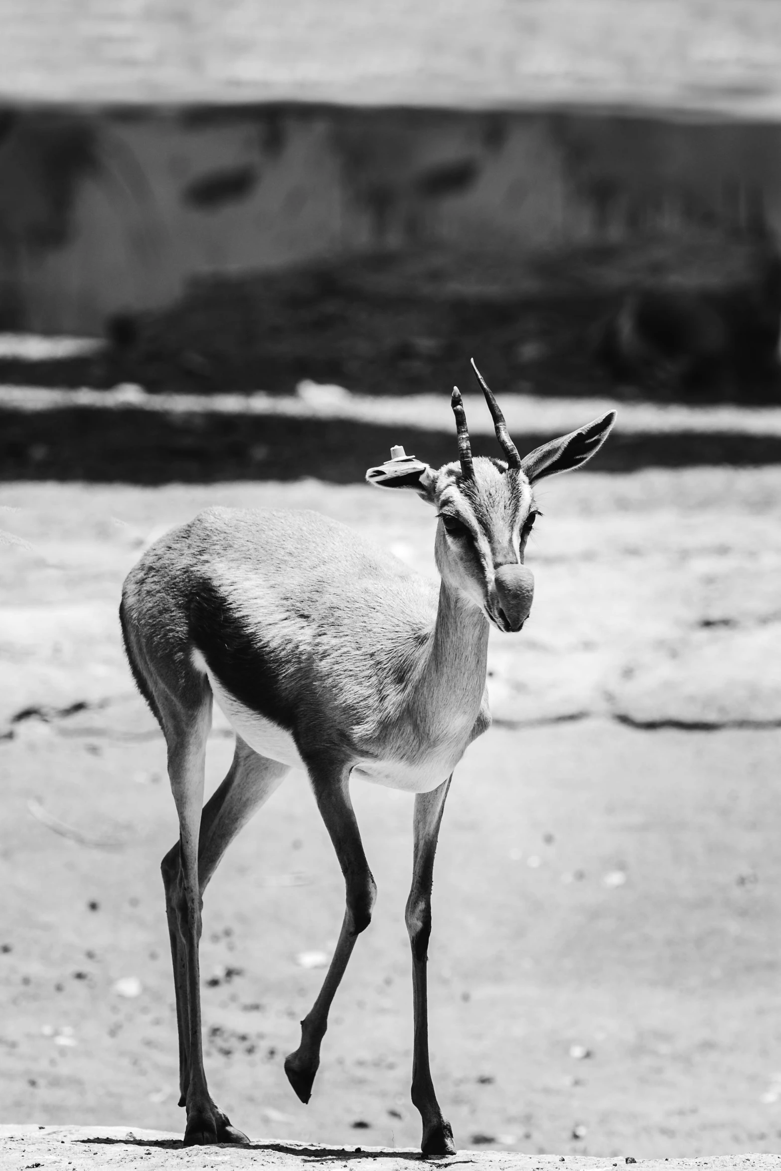 small, skinny and horned animal stands alone in the desert