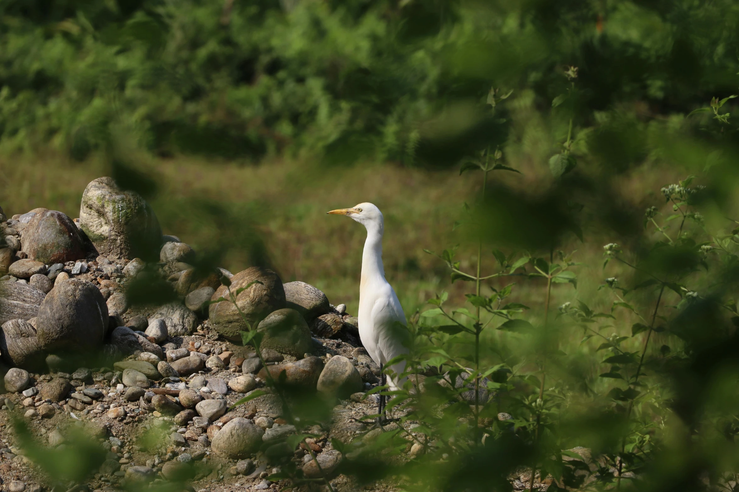 a white bird in a field of rocks and trees