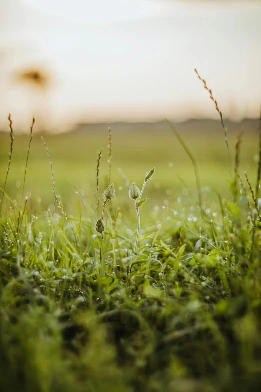 grass in the sun with dew on them