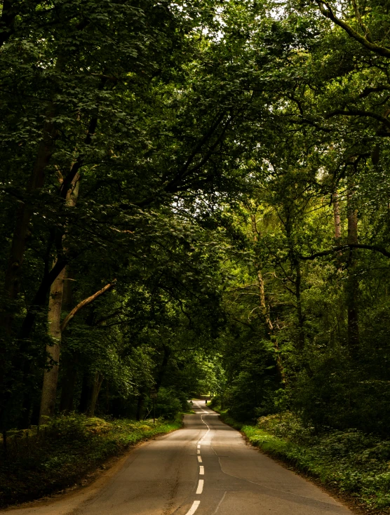 an empty road with trees on both sides and white lines in the middle