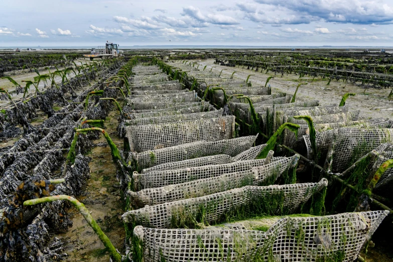 there are many rows of green plants with weeds