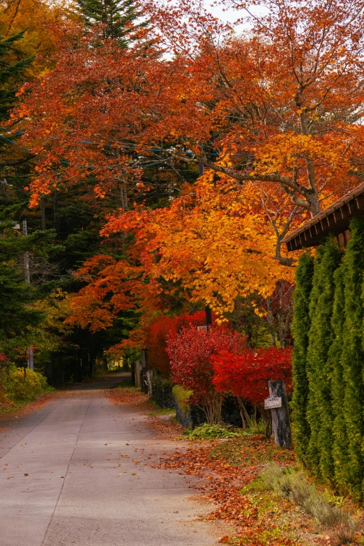 an alley in the middle of autumn has lots of red leaves