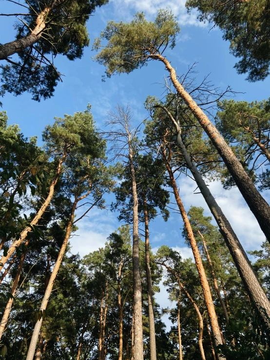 a forest of trees reaching up into the sky