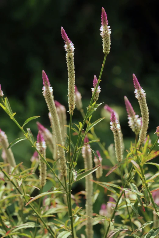 a group of purple flowers blooming in the sun