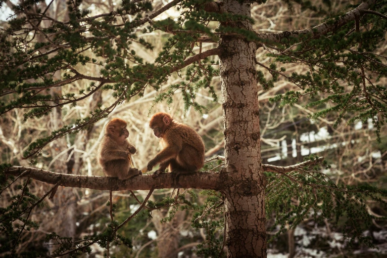 monkeys are sitting in the middle of a tree