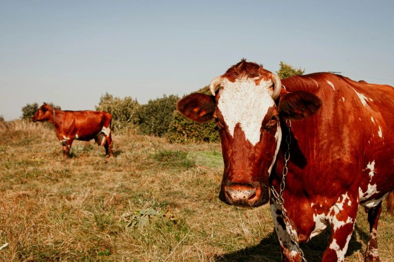 brown and white cow with a harness in a field