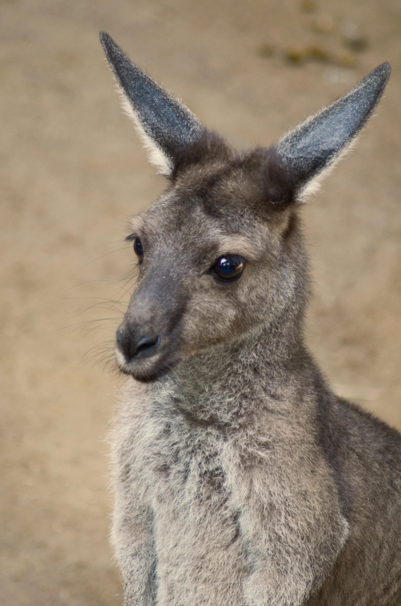 an adorable grey kangaroo with a big pointy ear
