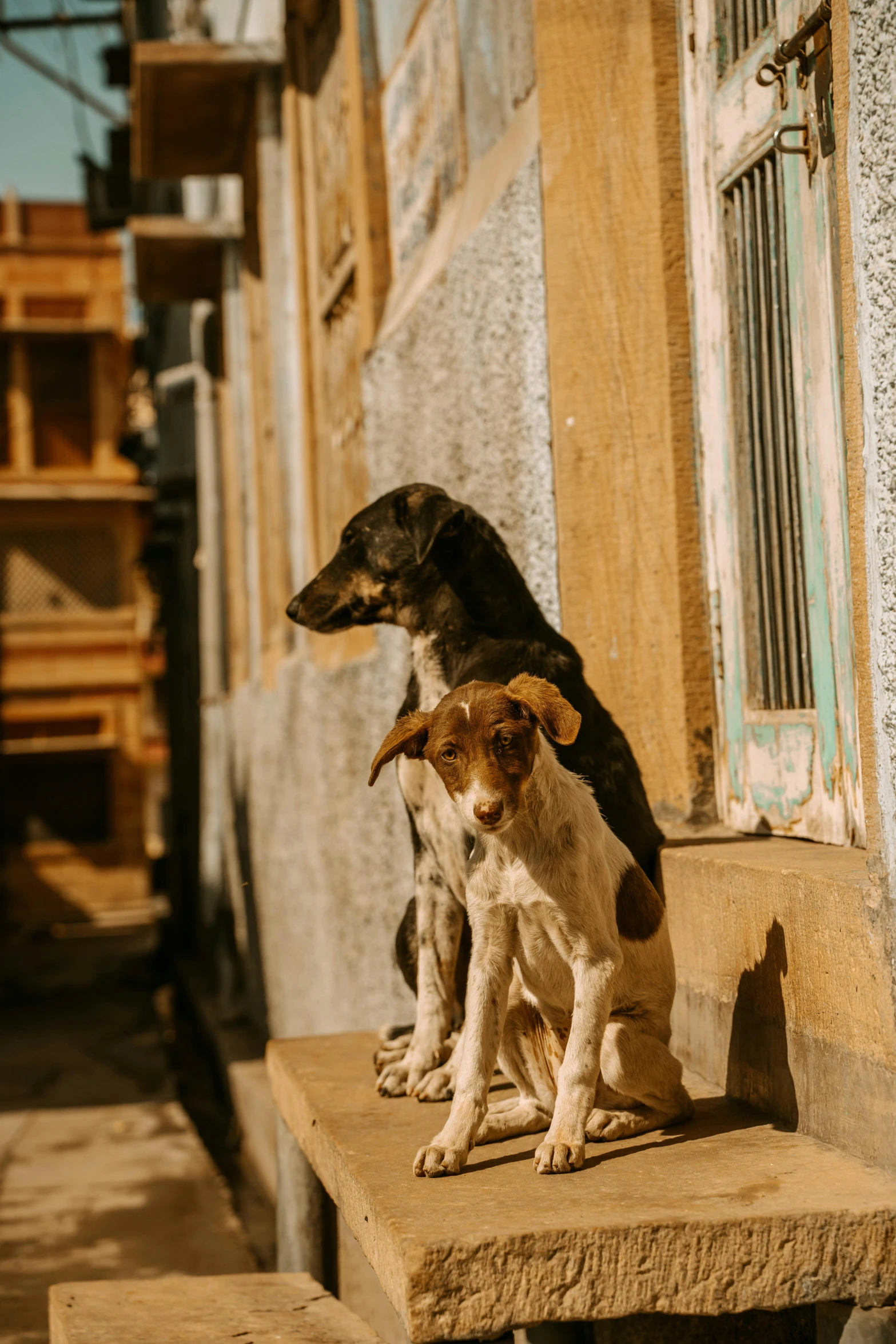 two dogs sitting on an outdoor step with the back turned