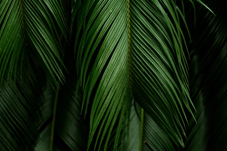 many green leaves close to one another