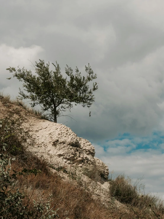 a lone tree is sitting on a cliff