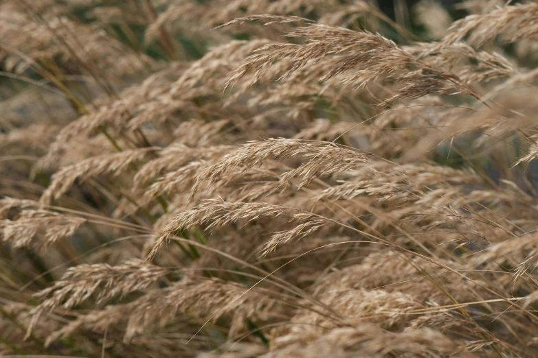 closeup of dry grasses blowing in the wind