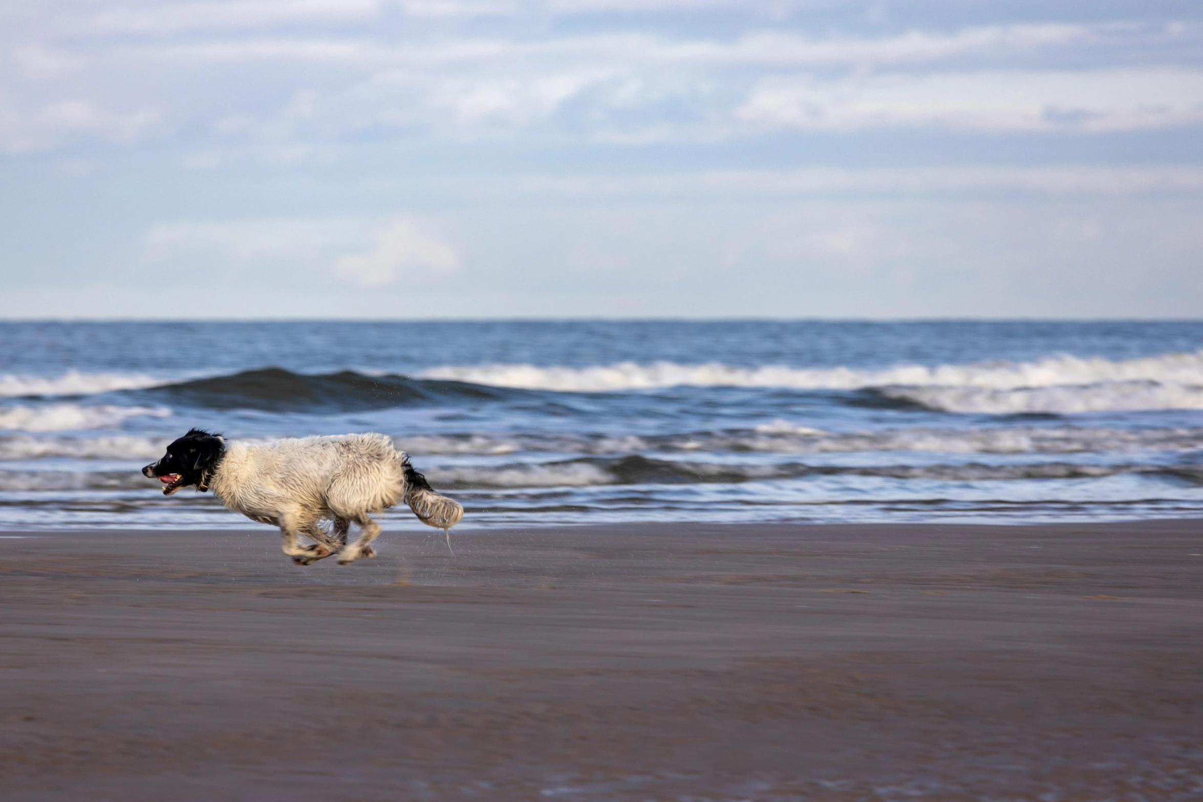 a white dog is running on the sand