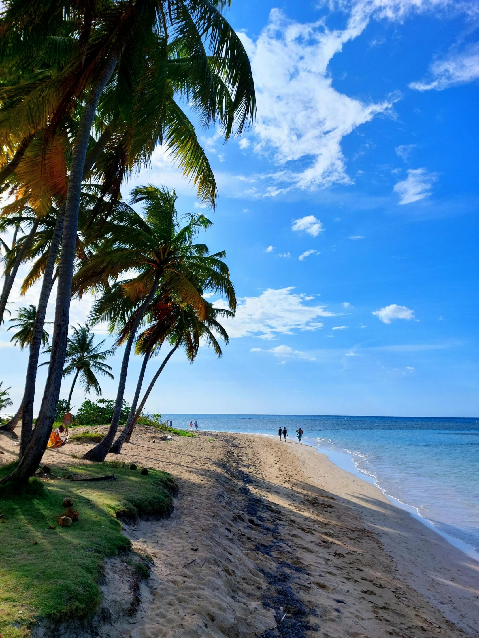 a beach that has palm trees and people in the water