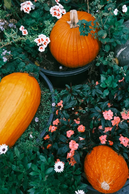 two pumpkins sit between flowers and plants
