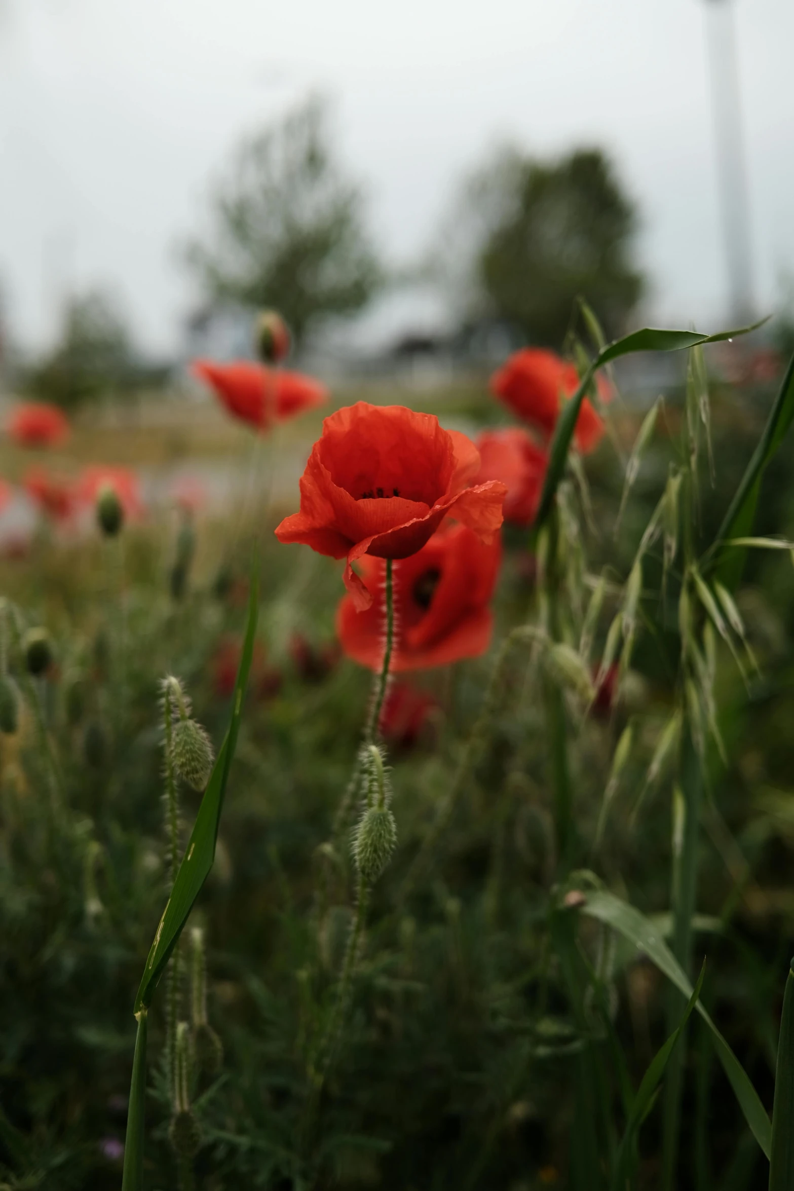 red poppies are growing in the tall grass