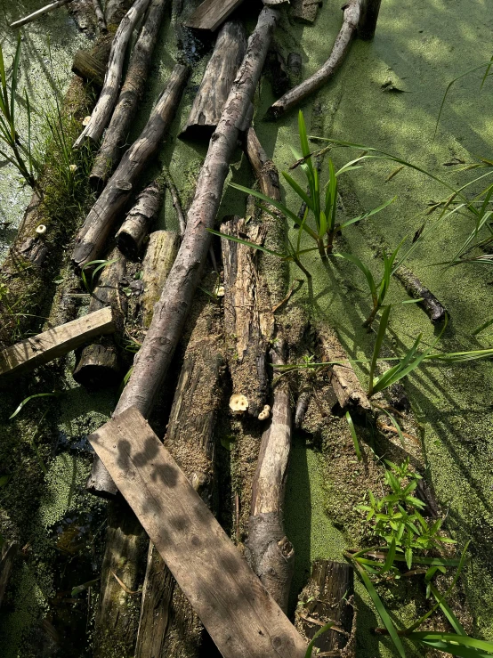 logs are stacked into a pile on the shore