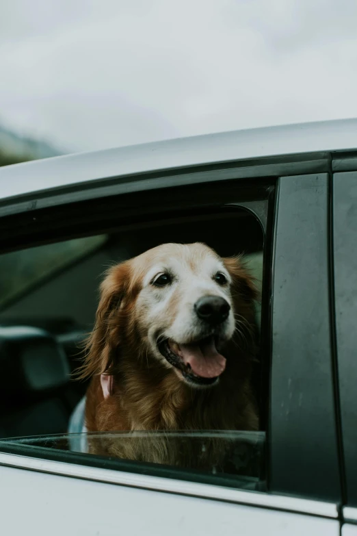 a dog sticks its head out the window in a car