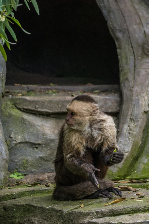 an adorable monkey sitting on the ground outside