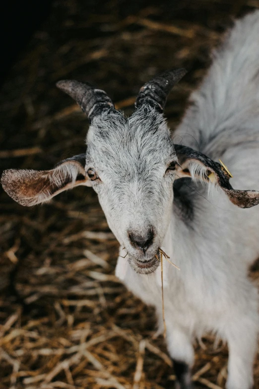 the goat has horns that have been used for hunting