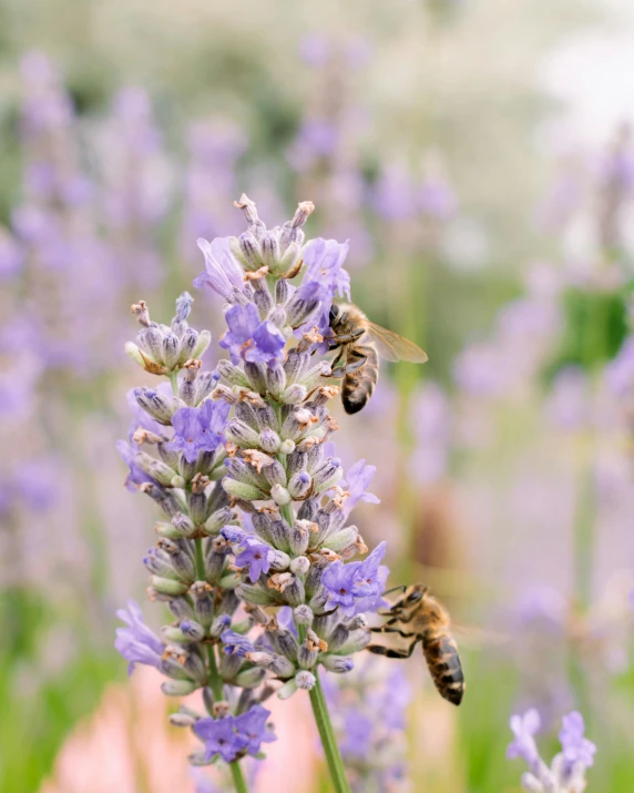 a couple of bees are flying around in a field