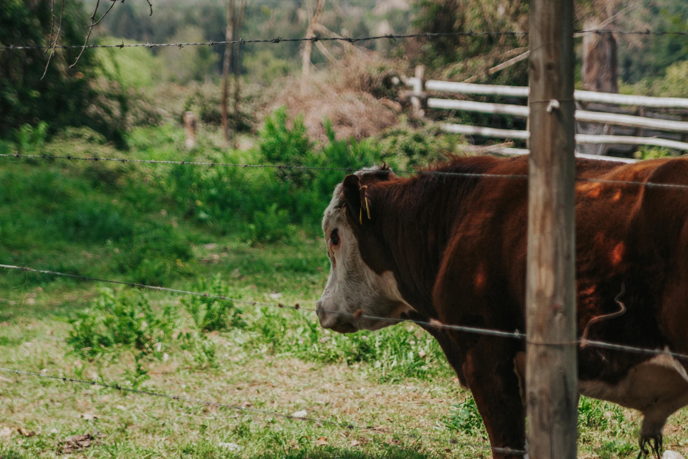 a brown cow standing in front of a fence