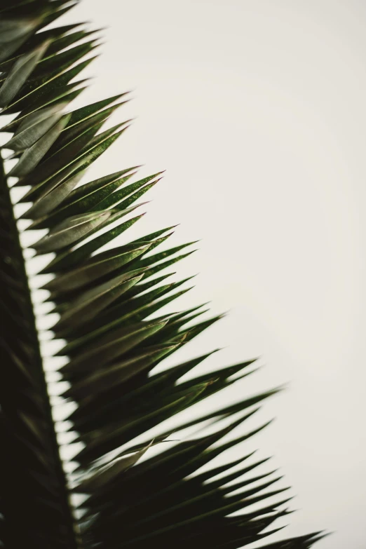 the shadow and light of palm fronds against a white background