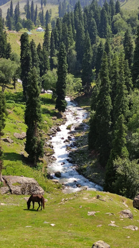 the horse grazes near the creek as the stream rushes towards the forest