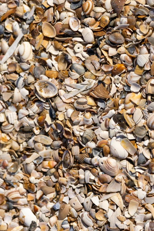 several shells laying in the sand for coloring