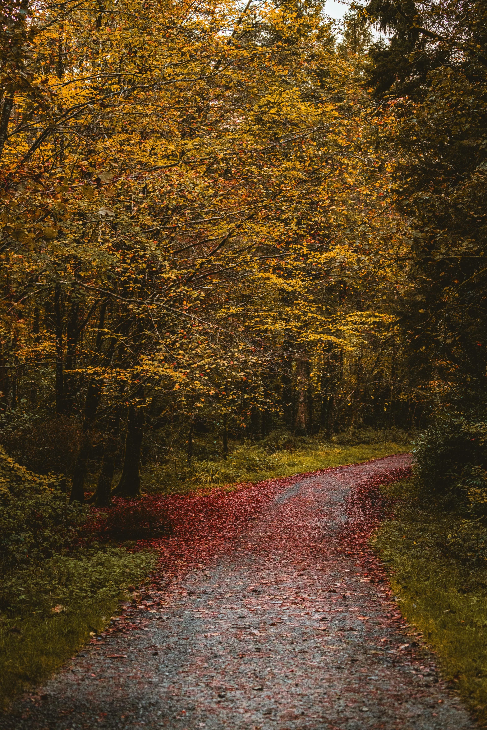 an empty country road in the middle of trees and leaves