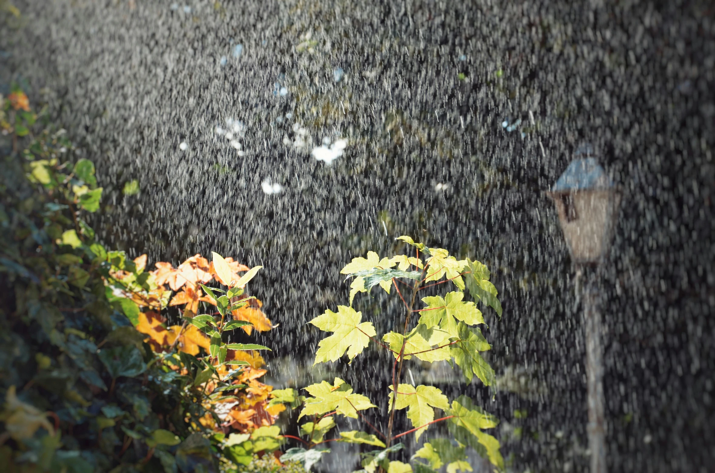 a rain shower that is pouring in a garden