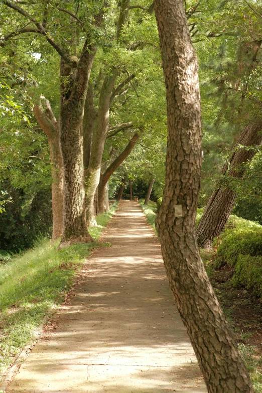 a tree lined path in the middle of an area