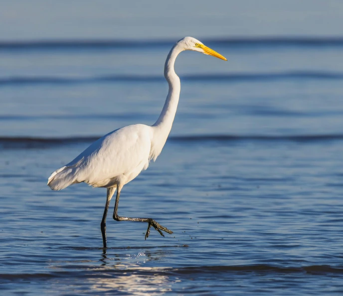 a large bird stands in shallow water on a beach