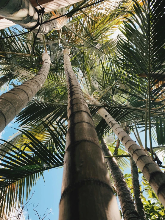 looking up at palm trees and the tops are not fully