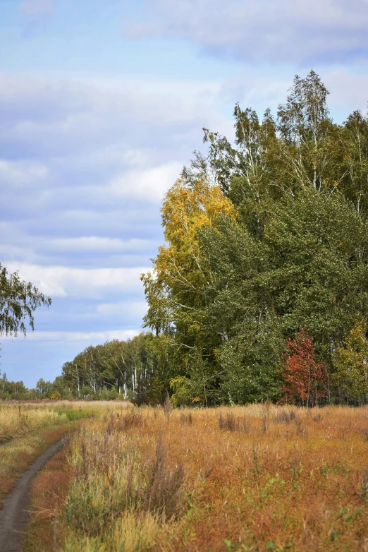 an open grassy field with a small dirt road running alongside it