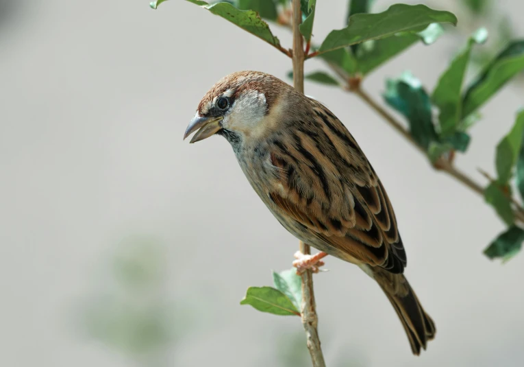 a small brown bird perched on a green nch