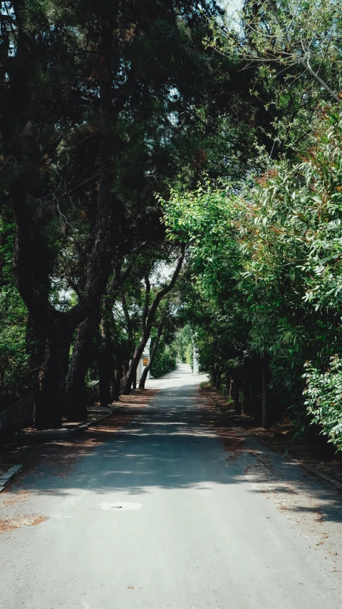 the road has trees overhanging all over it