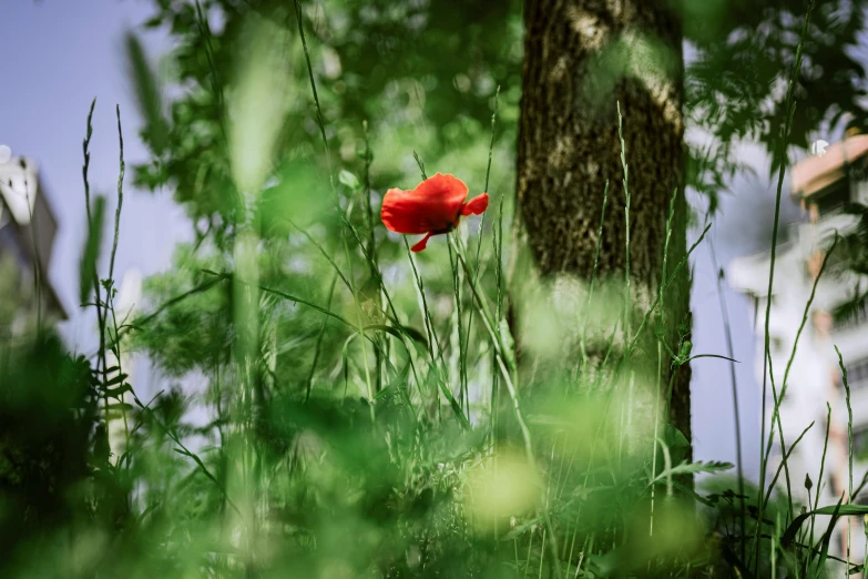 red flower growing in tall grass with trees around