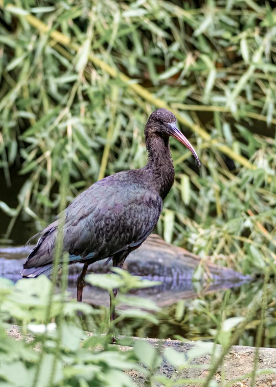 a bird standing in shallow water with long neck