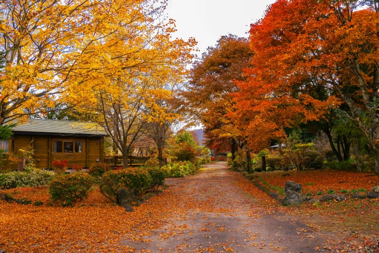 the trees line this country road as autumn leaves cover the ground