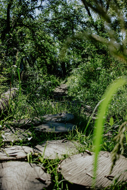 an abandoned path through the woods is shown