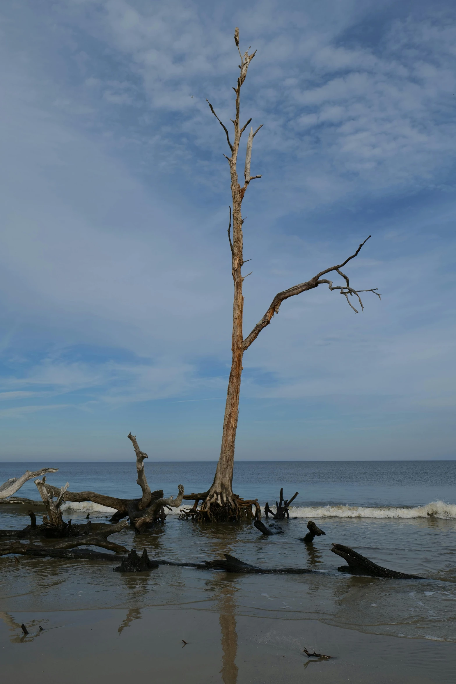 tree without leaves near the beach on the ocean