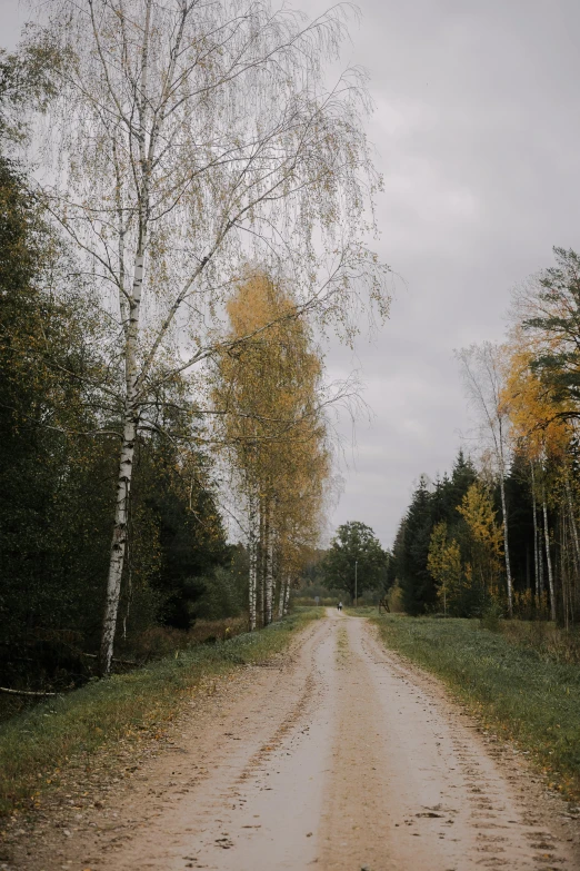 a muddy road with no cars on it