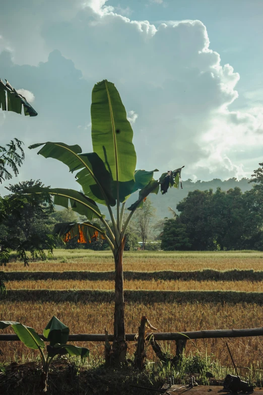 a small tree growing in the middle of a field