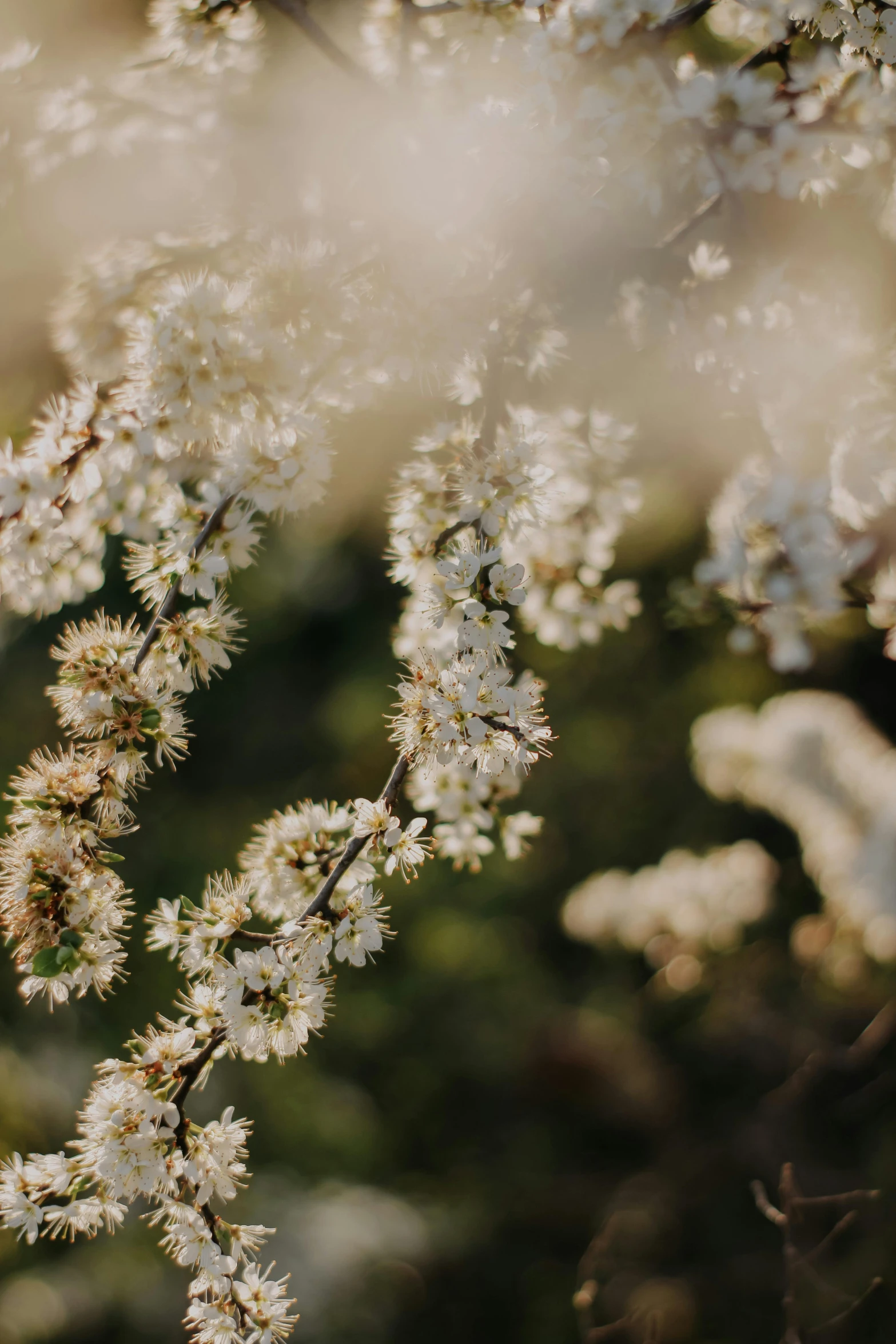 a small white flower on some brown brown tree nches