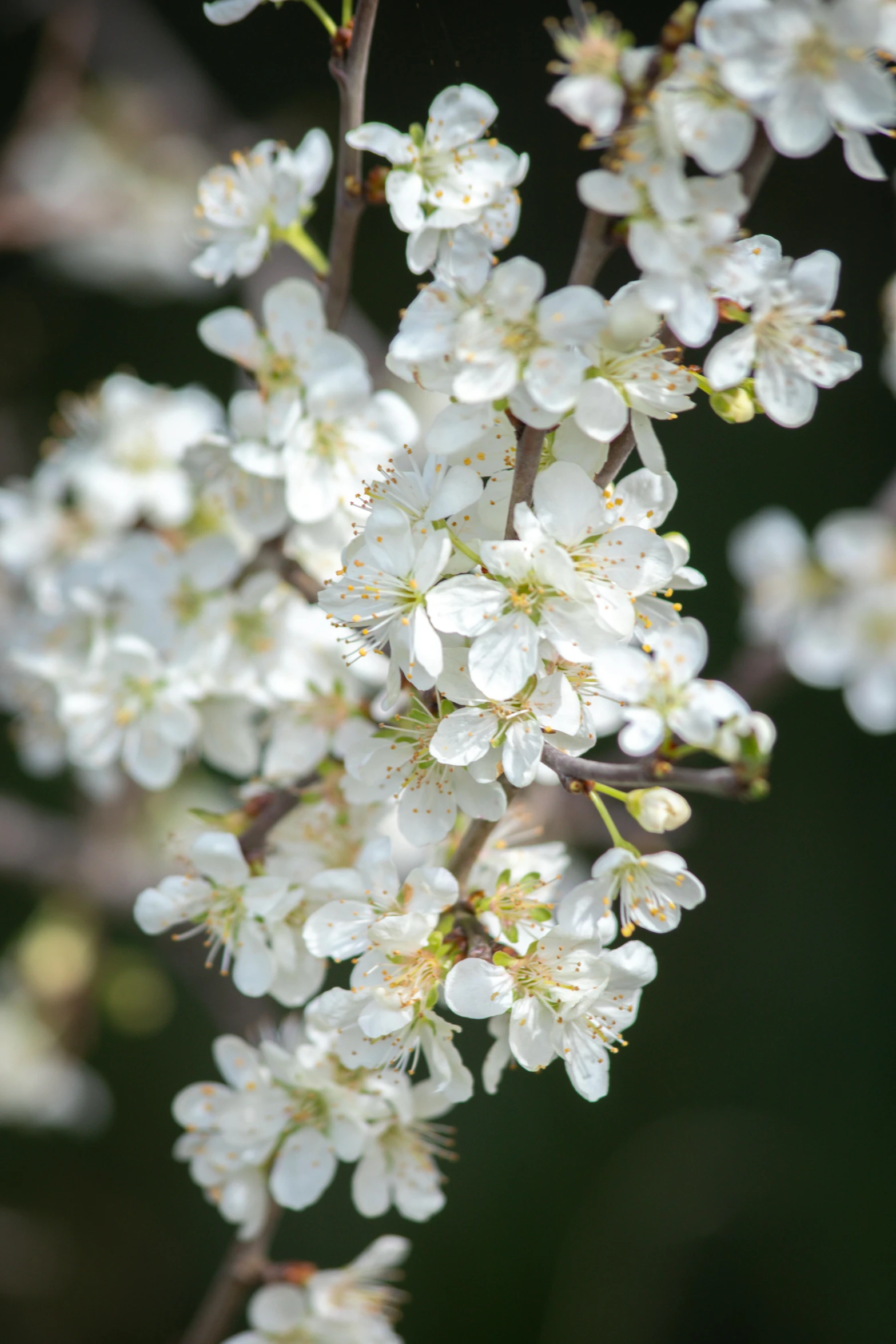 white flowers blossom on a nch in the wild