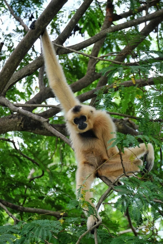 a monkey in a tree holding onto a nch