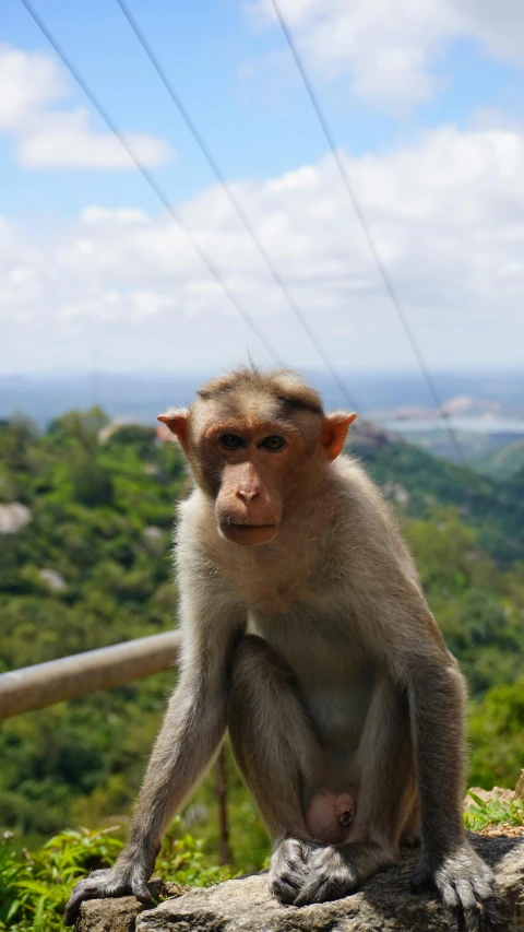 a monkey is sitting on the top of a rock