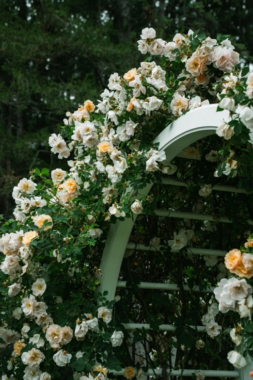 a trellis covered with white and peach flowers